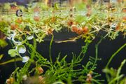 Ramshorn snails 10 for 10 euros  duckweed &amp; Java moss 5 Euros
