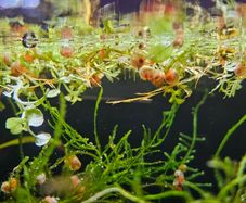 Ramshorn snails 10 for 10 euros  duckweed & Java moss 5 Euros
