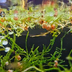 Ramshorn snails 10 for 10 euros  duckweed & Java moss 5 Euros