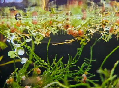 Ramshorn snails 10 for 10 euros  duckweed & Java moss 5 Euros