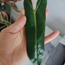 Philodendron Billetai, sodiroi, and hederaceum 'rio' Image 2