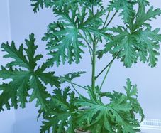 Plant Geranium and Cuban Oregano with herb pot