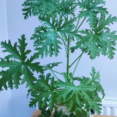 Plant Geranium and Cuban Oregano with herb pot