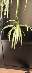 spider plant