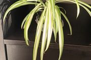 spider plant