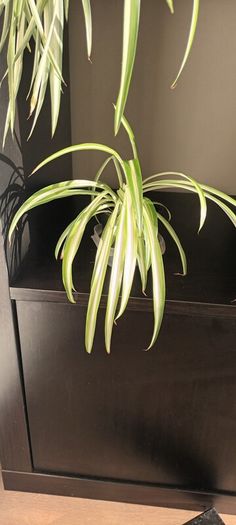 spider plant