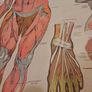 Vintage Anatomy Poster E. J. Arnold Image 9