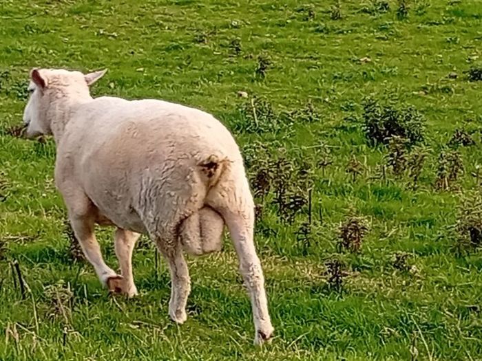 New Zealand Romney Rams