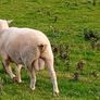 New Zealand Romney Rams Image 3