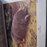 Wild Animals of the British Isles - Maurice Burton Image 3
