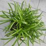 plant Image 2