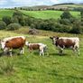 Pedigree Irish Moiled cows with bull calf at foot Image 8