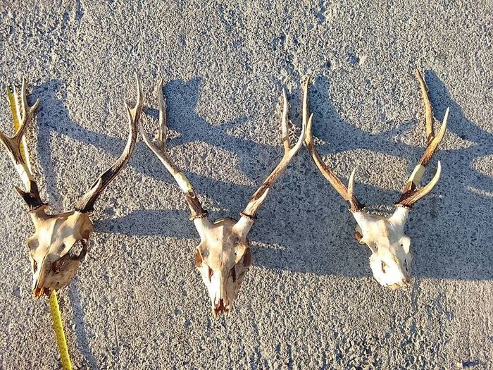 sika antlers