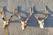 sika antlers