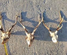 sika antlers