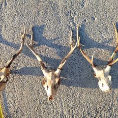 sika antlers