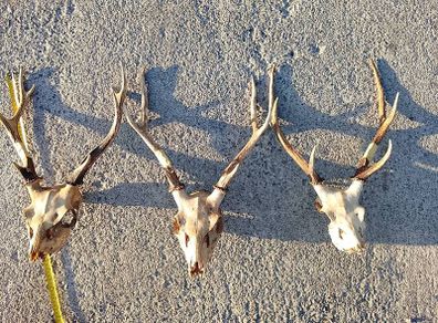sika antlers