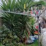 palmtree stem Image 2