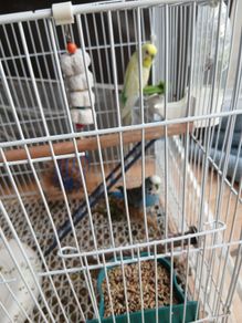 Cage