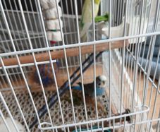 Cage