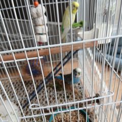 Cage