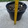 plant Image 4