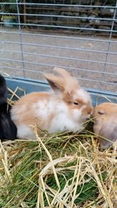 Rabbit