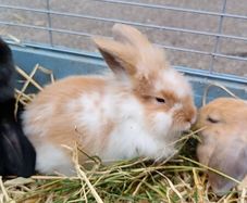 Rabbit