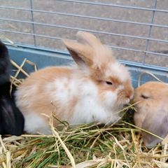 Rabbit