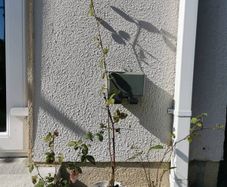 Thornless Blackberry Plants