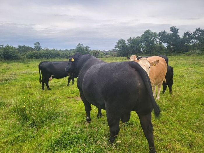 Angus Bull