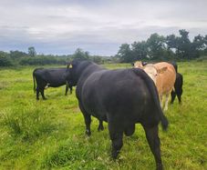 Angus Bull