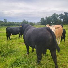 Angus Bull
