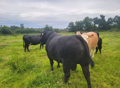Angus Bull