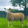 Bluefaced Leicester hoggets Image 4