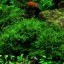 Vesicularia montagnei 'Christmas Moss' Image 3