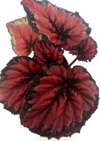 Begonia