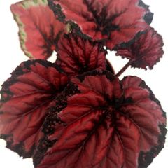 Begonia