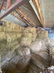 Small square bales  of organic hay .. ,