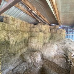 Small square bales  of organic hay .. ,