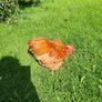Buff Pekin rosters Image 7