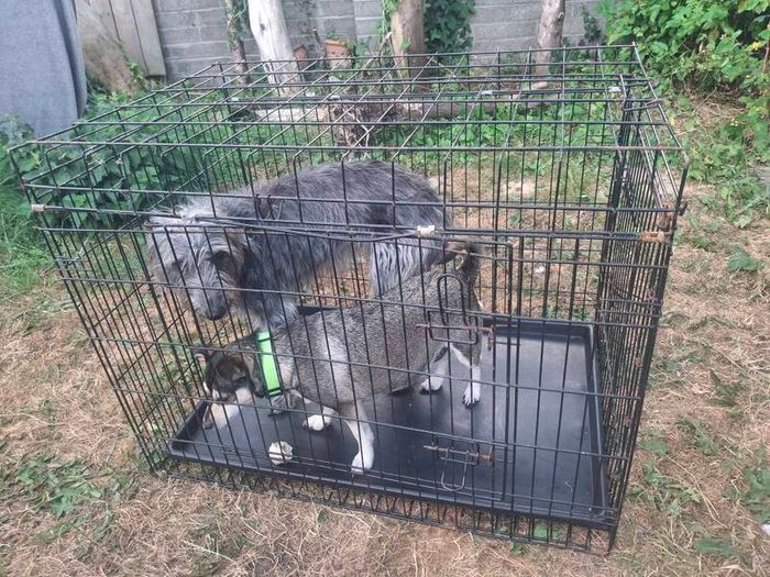 dog cage