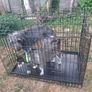 dog cage Image 2