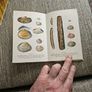Animals And Plans Of The Sea. Authors: G. Mandahl-barth And M.l. Bauchot  Illustrator: Henning Anthon  Publisher: Fernand Nathan. Beautiful Illustrated Paperback In Good Condition.  See Photos For Same. Image 10