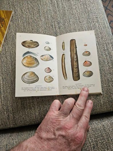 Animals And Plans Of The Sea. Authors: G. Mandahl-barth And M.l. Bauchot  Illustrator: Henning Anthon  Publisher: Fernand Nathan. Beautiful Illustrated Paperback In Good Condition.  See Photos For Same.
