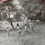 Sonic Youth - A Thousand Leaves Image 9