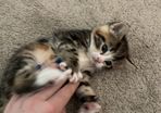 kitten