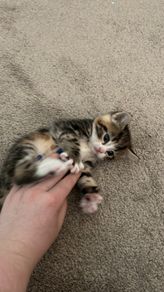 kitten