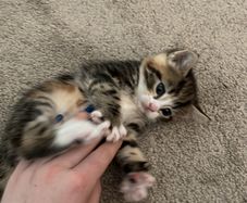 kitten
