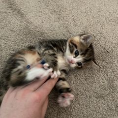 kitten